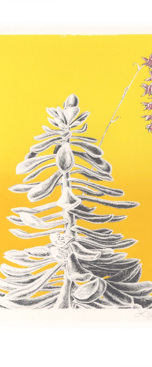 Echeveria by Louise Boulton