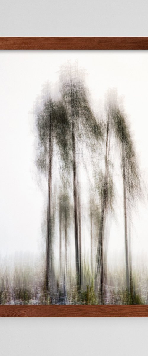 Pines in the mist - RTH by Karim Carella