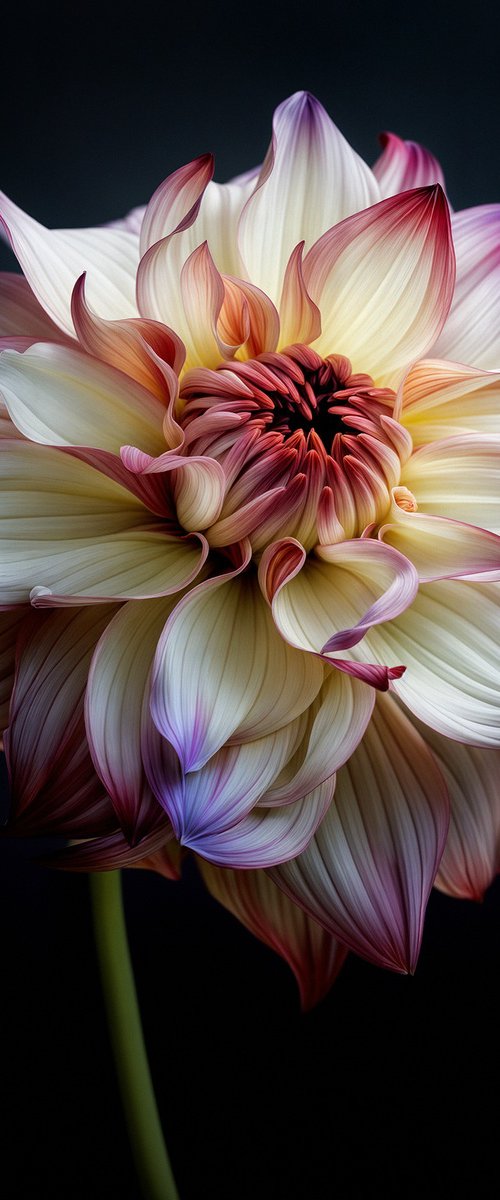 Rainbow Dahlia 9 by MICHAEL FILONOW