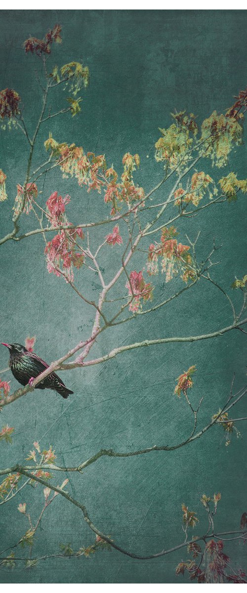 European Starling - 16 x 16" by Brooke T Ryan
