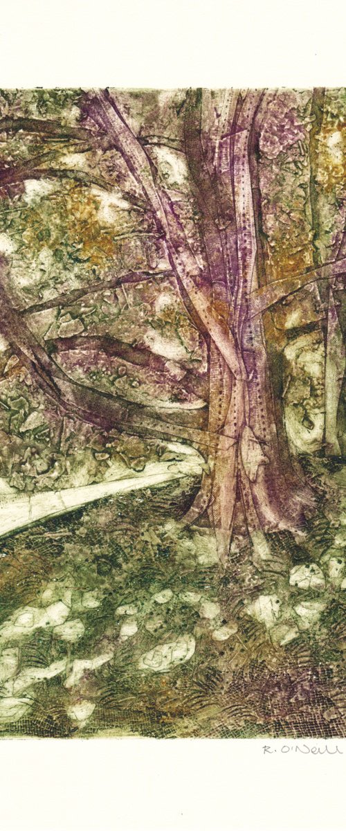 Dappled light by Rory O’Neill