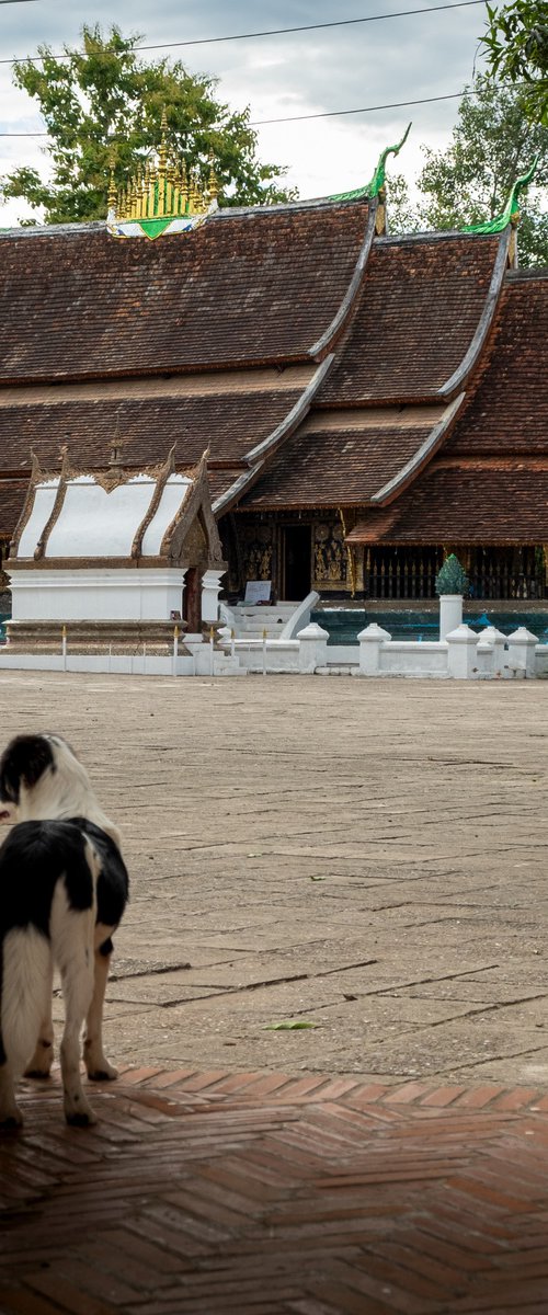 Temple Dogs of Laos No.4 by Serge Horta