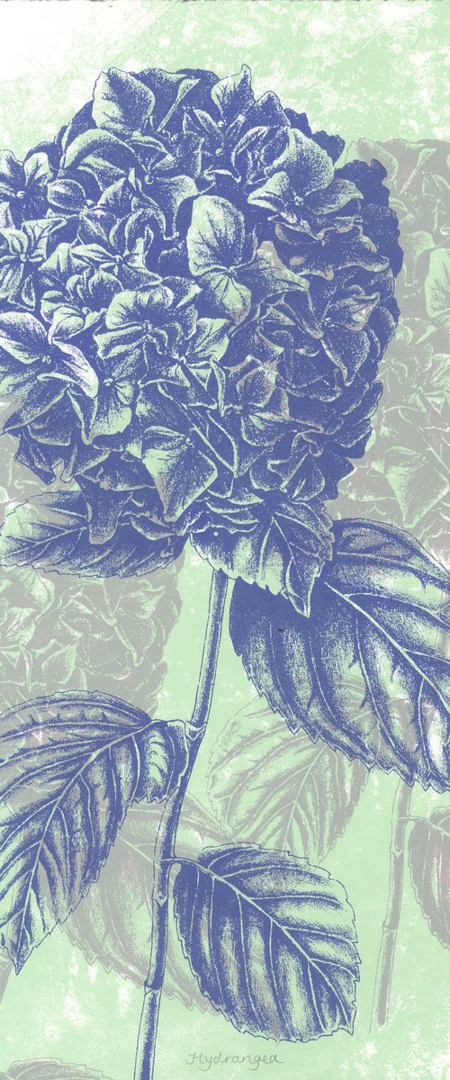 Hydrangea by Louise Boulton