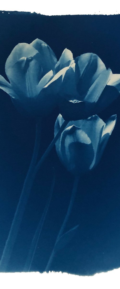 Tulips by Ellie Dunlop