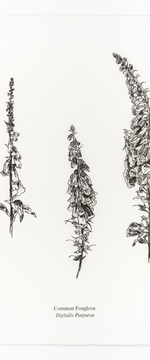 Foxgloves by Fiona Hamilton