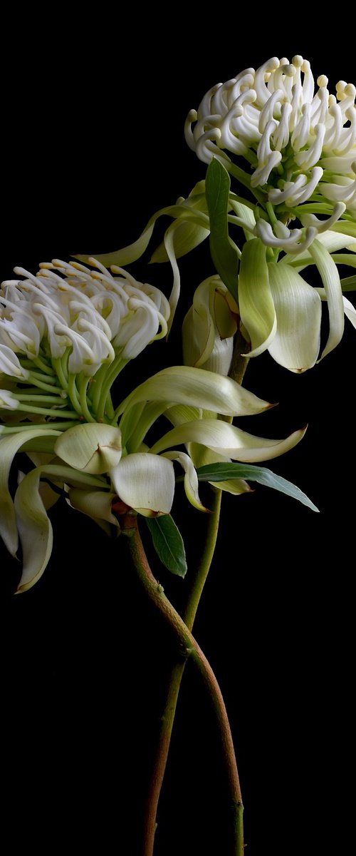 Waratahs by Nadia Culph