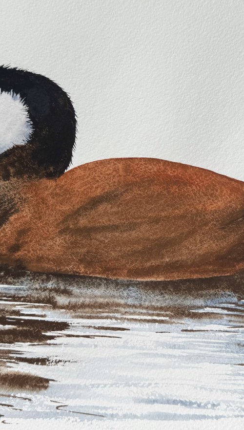 Rosse stekelstaart Ruddy Duck by Yuliia Sharapova