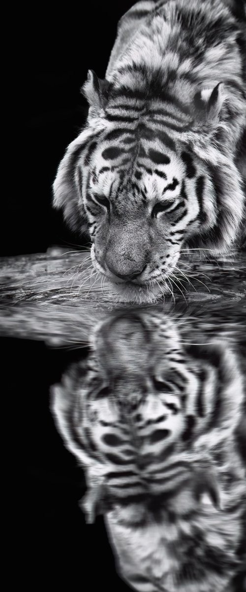 Tiger drinking & reflection by Paul Nash