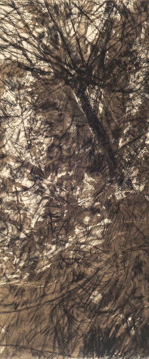 Understorey by Fiona Hamilton