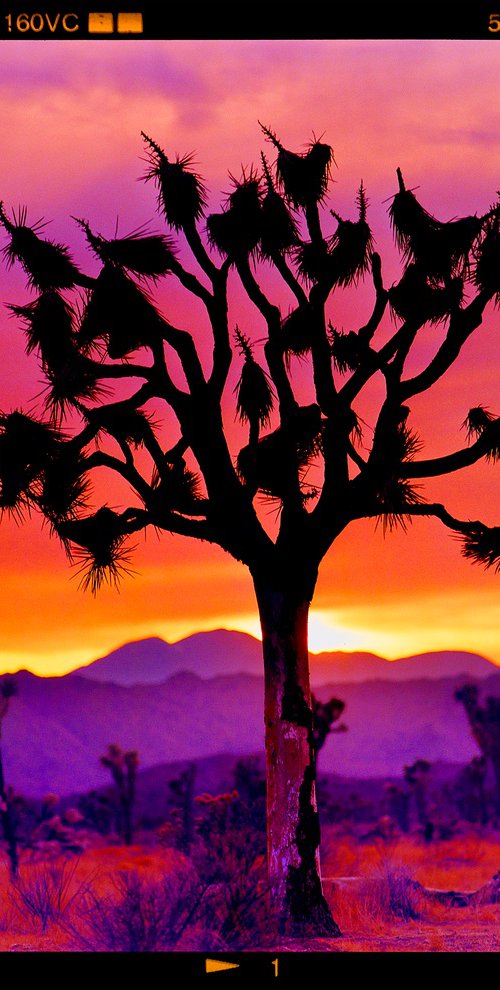 Joshua Tree Landscape by Richard Heeps