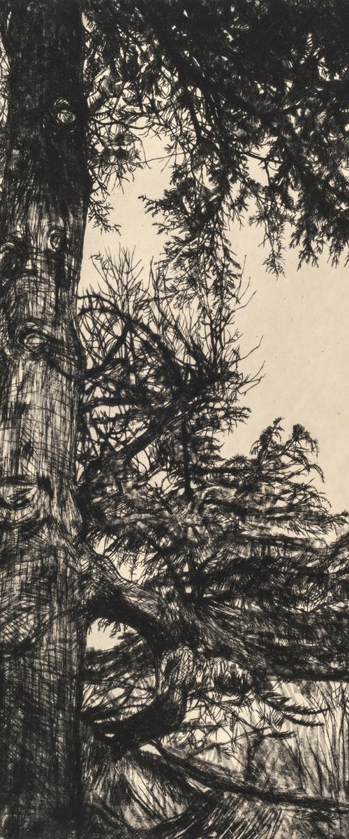 Greville Smyth Cedar by Fiona Hamilton