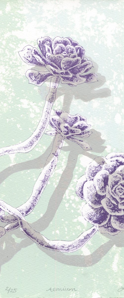 Aeonium on Green by Louise Boulton