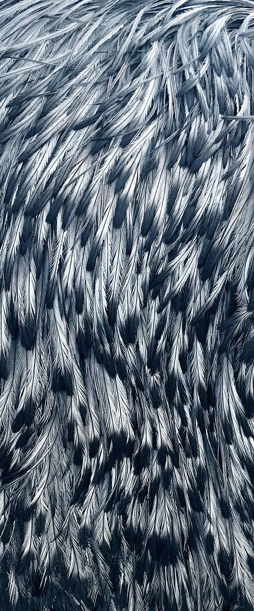 Emu feathers by Jennifer Bell